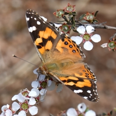 Vanessa kershawi (Australian Painted Lady) at Stromlo, ACT - 6 Nov 2022 by RobG1