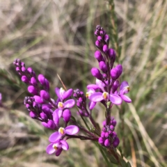 Comesperma ericinum (Heath Milkwort) at Carwoola, NSW - 25 Oct 2022 by MeganDixon