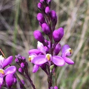 Comesperma ericinum at Carwoola, NSW - 25 Oct 2022 10:18 AM