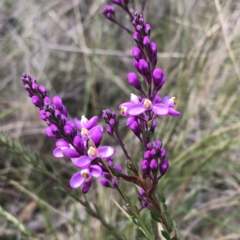 Comesperma ericinum at Carwoola, NSW - 25 Oct 2022