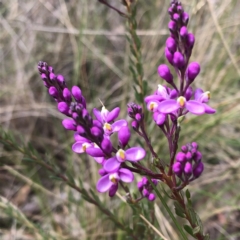 Comesperma ericinum at Carwoola, NSW - 25 Oct 2022