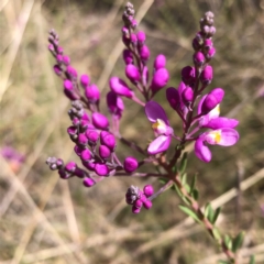 Comesperma ericinum at Carwoola, NSW - 25 Oct 2022 10:18 AM