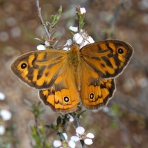 Heteronympha merope at Stromlo, ACT - 6 Nov 2022