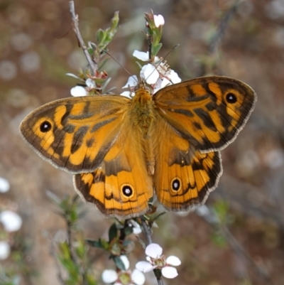 Heteronympha merope (Common Brown Butterfly) at Stromlo, ACT - 6 Nov 2022 by RobG1