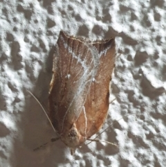 Arachnographa micrastrella (A concealer moth) at Turner, ACT - 5 Nov 2022 by LD12