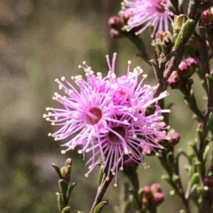 Kunzea parvifolia (Violet Kunzea) at Carwoola, NSW - 25 Oct 2022 by MeganDixon