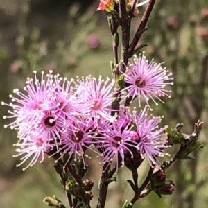 Kunzea parvifolia at Carwoola, NSW - 25 Oct 2022 10:14 AM