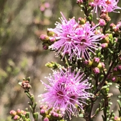 Kunzea parvifolia at Carwoola, NSW - 25 Oct 2022 10:14 AM