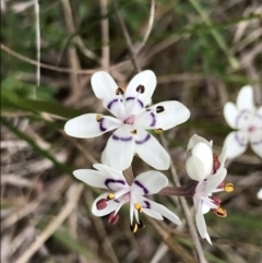 Wurmbea dioica subsp. dioica (Early Nancy) at Stromlo, ACT - 22 Sep 2022 by Tapirlord
