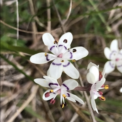 Wurmbea dioica subsp. dioica (Early Nancy) at Stromlo, ACT - 22 Sep 2022 by Tapirlord