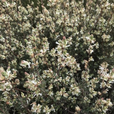 Brachyloma daphnoides (Daphne Heath) at Stromlo, ACT - 22 Sep 2022 by Tapirlord