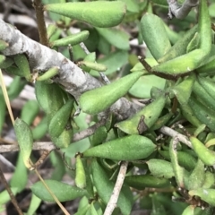 Persoonia rigida (Hairy Geebung) at Stromlo, ACT - 22 Sep 2022 by Tapirlord