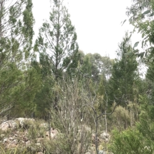 Callitris endlicheri at Stromlo, ACT - 22 Sep 2022