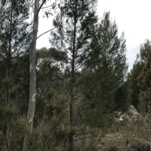 Callitris endlicheri at Stromlo, ACT - 22 Sep 2022