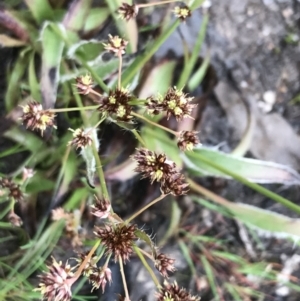 Luzula meridionalis at Stromlo, ACT - 22 Sep 2022