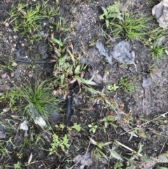 Luzula meridionalis at Stromlo, ACT - 22 Sep 2022 11:01 AM