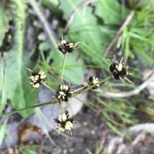 Luzula meridionalis at Stromlo, ACT - 22 Sep 2022