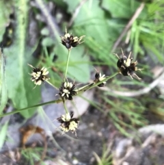 Luzula meridionalis at Stromlo, ACT - 22 Sep 2022 11:01 AM