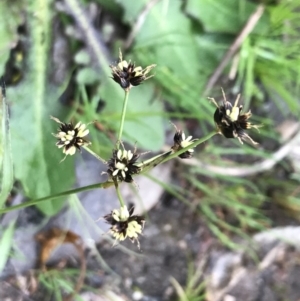 Luzula meridionalis at Stromlo, ACT - 22 Sep 2022