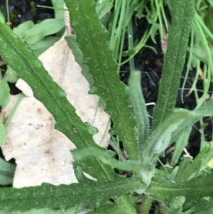 Senecio phelleus at Stromlo, ACT - 22 Sep 2022