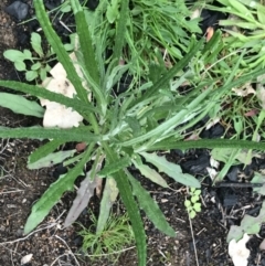 Senecio phelleus at Stromlo, ACT - 22 Sep 2022