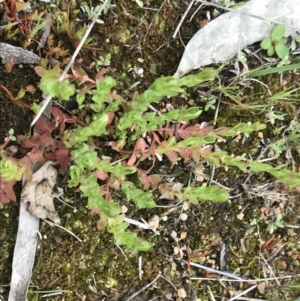 Hypericum japonicum at Stromlo, ACT - 22 Sep 2022