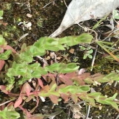 Hypericum japonicum at Stromlo, ACT - 22 Sep 2022 10:52 AM