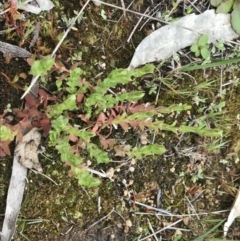 Hypericum japonicum at Stromlo, ACT - 22 Sep 2022 10:52 AM