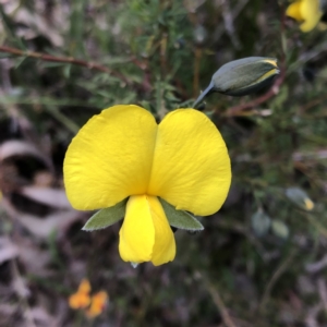 Gompholobium huegelii at Carwoola, NSW - 7 Nov 2022