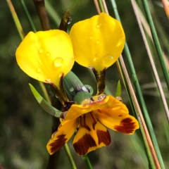 Diuris semilunulata (Late Leopard Orchid) at Carwoola, NSW - 25 Oct 2022 by MeganDixon