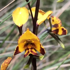 Diuris semilunulata at Carwoola, NSW - suppressed