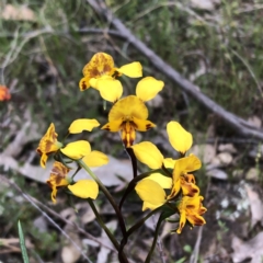 Diuris sp. (A Donkey Orchid) at Carwoola, NSW - 7 Nov 2022 by MeganDixon