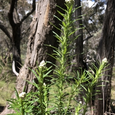 Cassinia aculeata subsp. aculeata (Dolly Bush, Common Cassinia, Dogwood) at Stony Creek Nature Reserve - 27 Oct 2022 by MeganDixon