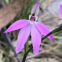 Caladenia carnea (Pink Fingers) at Mount Jerrabomberra QP - 16 Oct 2022 by MeganDixon