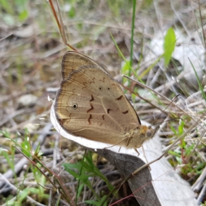 Heteronympha merope at Stromlo, ACT - 6 Nov 2022 01:25 PM