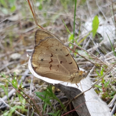 Heteronympha merope (Common Brown Butterfly) at Stromlo, ACT - 6 Nov 2022 by MatthewFrawley