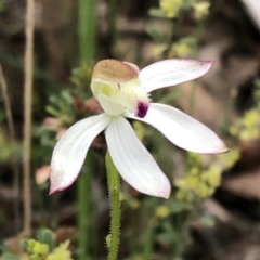 Caladenia moschata (Musky Caps) at Jerrabomberra, NSW - 17 Oct 2022 by MeganDixon