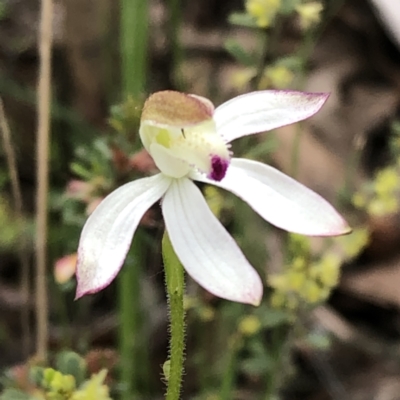 Caladenia moschata (Musky Caps) at Jerrabomberra, NSW - 16 Oct 2022 by MeganDixon