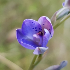 Thelymitra juncifolia (Dotted Sun Orchid) at Stromlo, ACT - 6 Nov 2022 by MatthewFrawley
