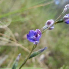 Thelymitra juncifolia at Stromlo, ACT - 6 Nov 2022