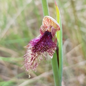 Calochilus platychilus at Stromlo, ACT - suppressed