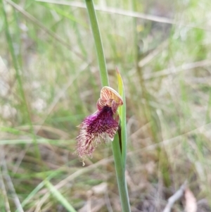 Calochilus platychilus at Stromlo, ACT - suppressed