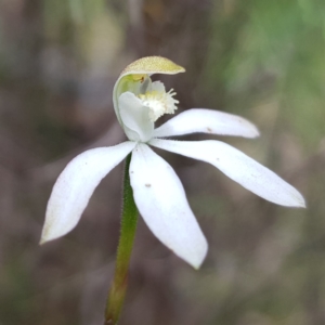 Caladenia moschata at Stromlo, ACT - 6 Nov 2022