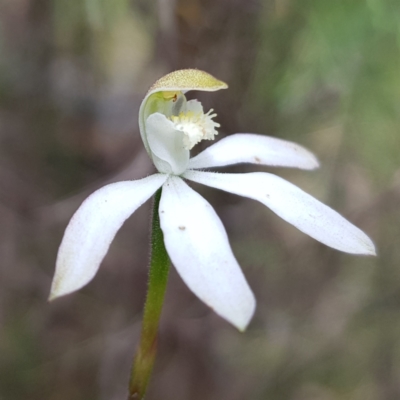 Caladenia moschata (Musky Caps) at Stromlo, ACT - 6 Nov 2022 by MatthewFrawley