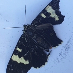 Phalaenoides glycinae (Grapevine Moth) at Latham, ACT - 7 Nov 2022 by LD12