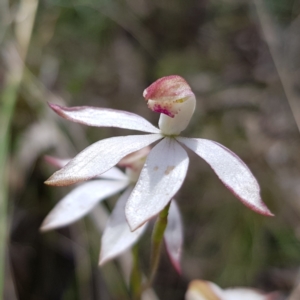 Caladenia moschata at Stromlo, ACT - 6 Nov 2022