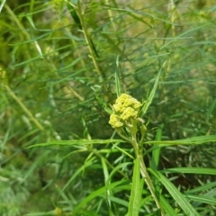 Cassinia longifolia at Molonglo Valley, ACT - 6 Nov 2022