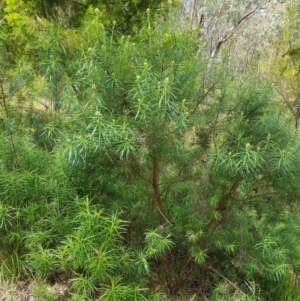 Cassinia longifolia at Molonglo Valley, ACT - 6 Nov 2022