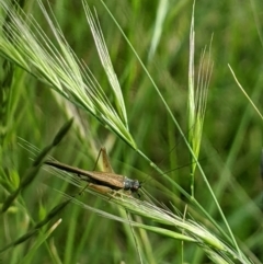 Trigonidium sjostedti (Trigonidiid cricket) at Higgins, ACT - 6 Nov 2022 by MattM