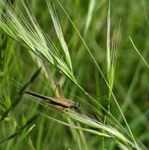 Trigonidium sjostedti at Higgins, ACT - 6 Nov 2022 05:27 PM